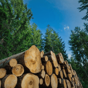 Forestal APPAREIL Productos de Forestal